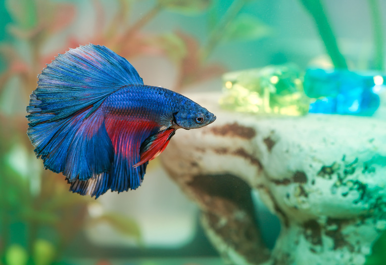 Blue betta fish Aquarian swims in aquarium water