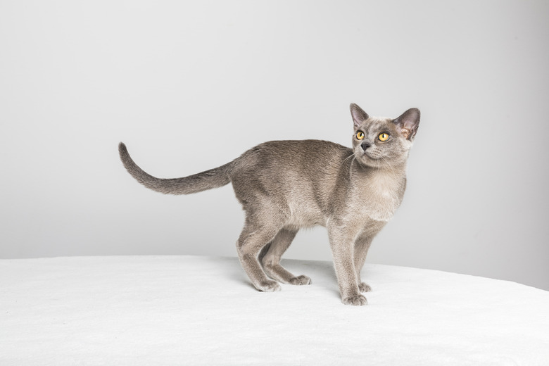 A blue European Burmese cat on a white table with a gray background.