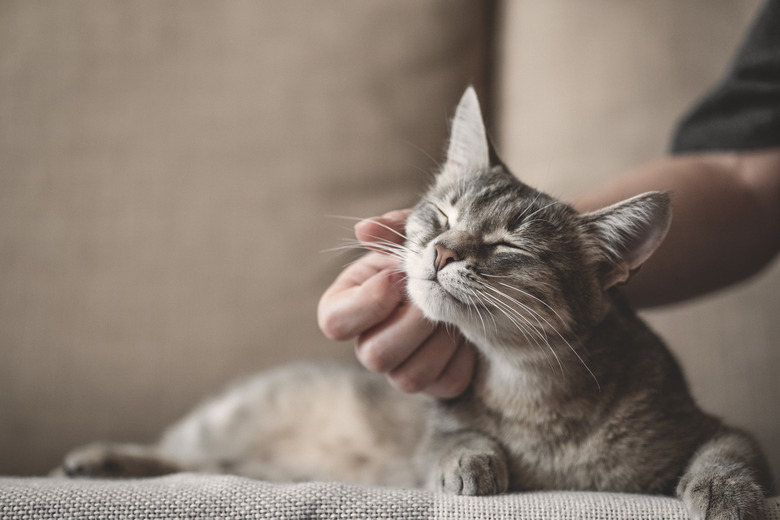 gray striped cat with womans hand on a brown background.