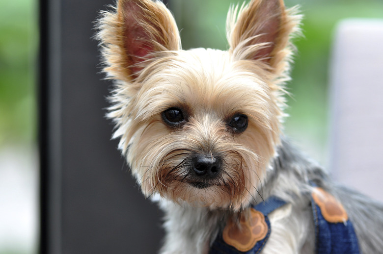 portrait of Yorkshire Terrier