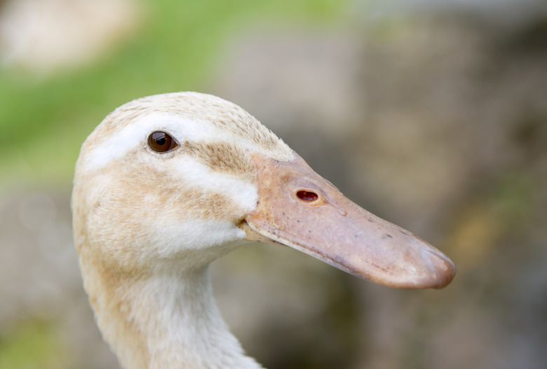 Silver Appleyard Duck