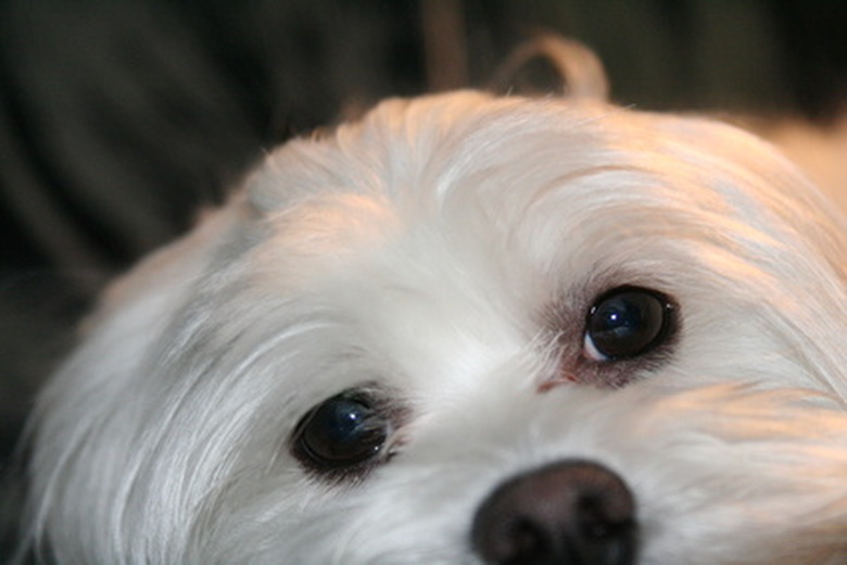 Maltese dog eyes best sale