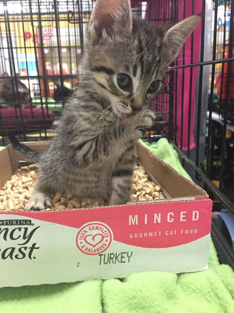 Kitten in pet store