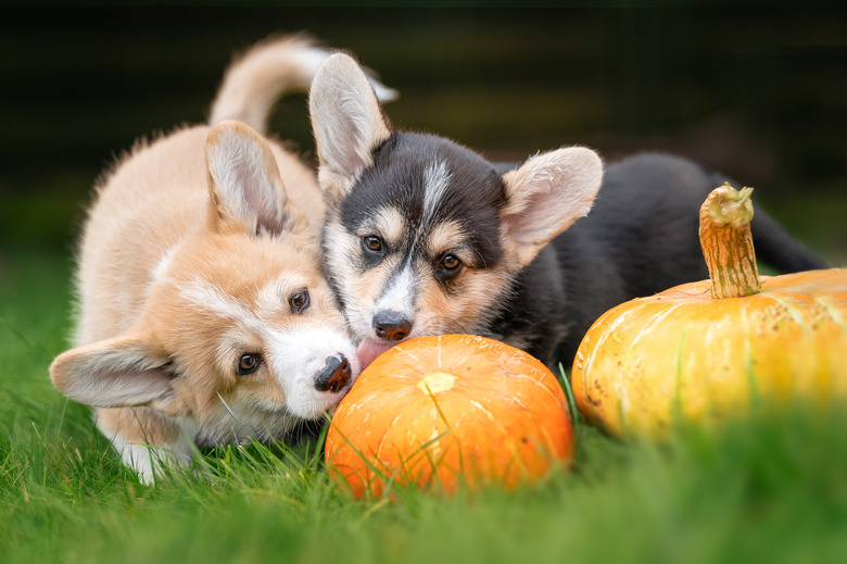 Giving dog pumpkin fashion for constipation