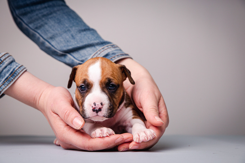 What To Feed A Pit Bull Puppy Cuteness