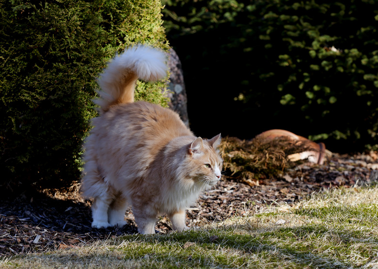 A tom cat in garden on a sunny day