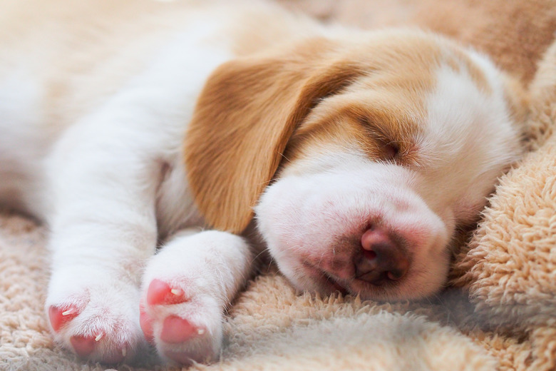 Beagle puppy sleep