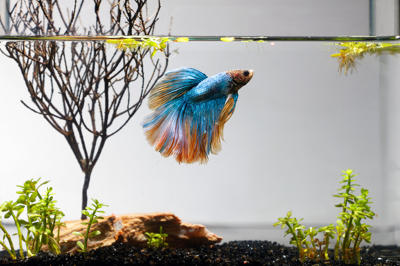 Betta Fish