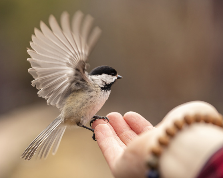 Bird Landing