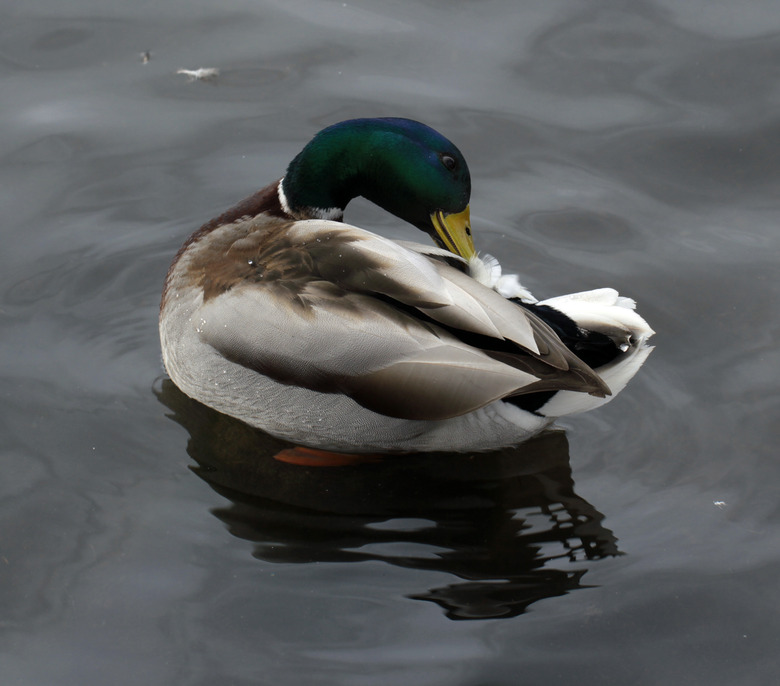 Male mallard duck prinking