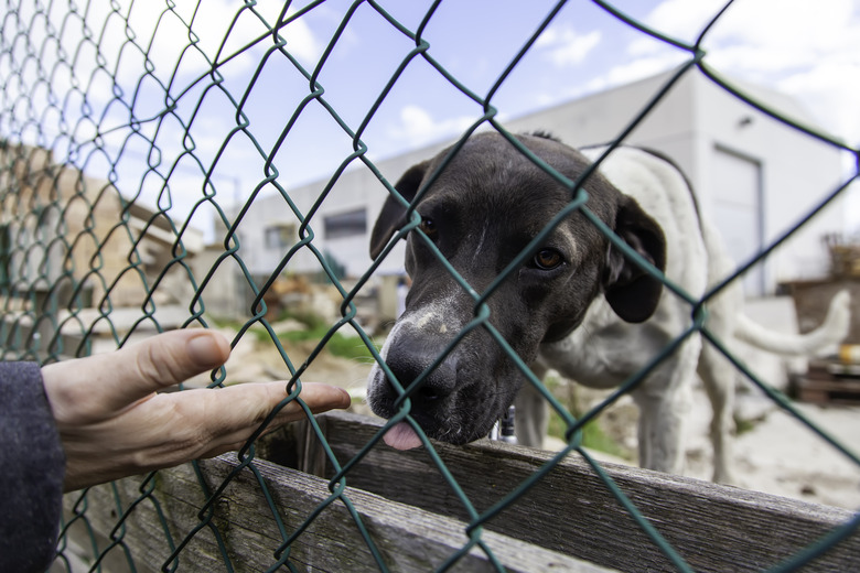 Dog in kennel