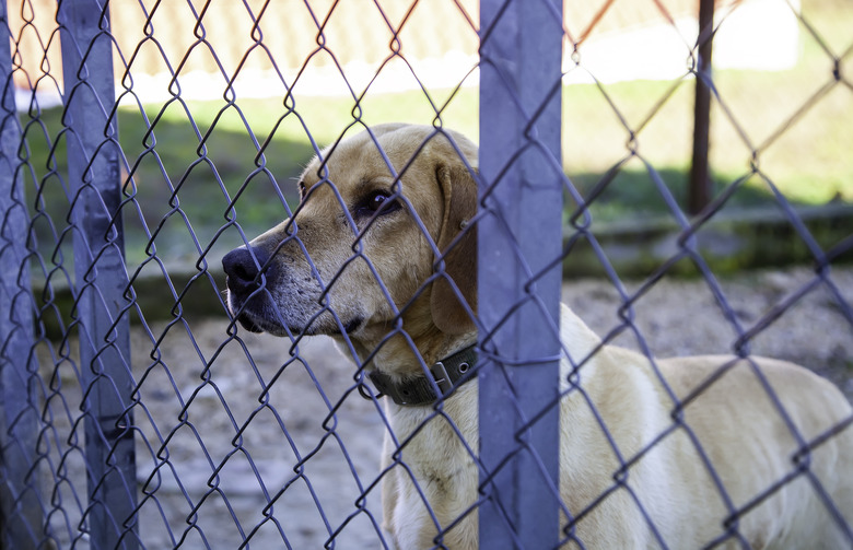 Dog getting under chain link fence hotsell