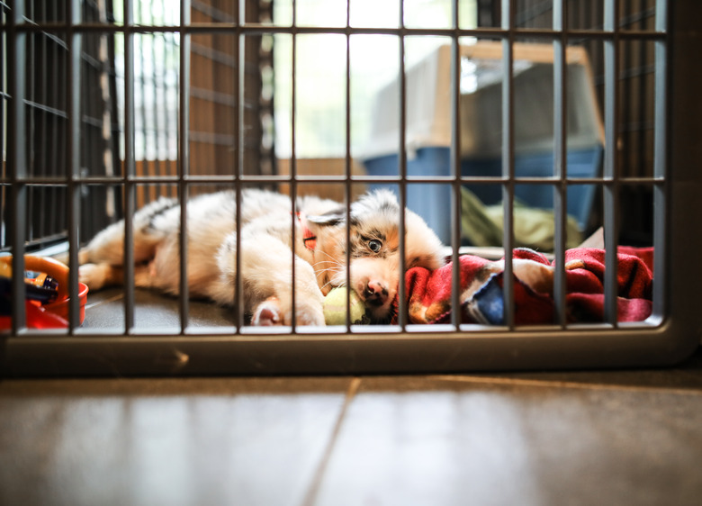 Australian Shepherd Puppy First Day Home