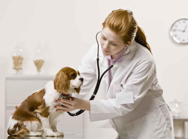 Young Female Veterinarian