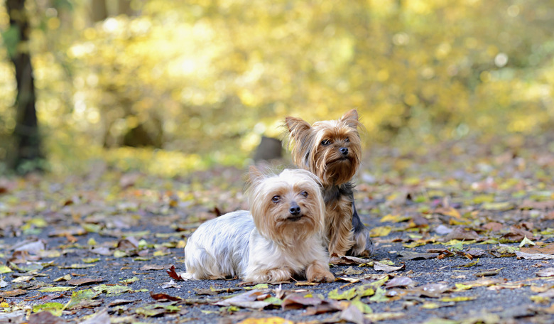 Two teacup Yorkies