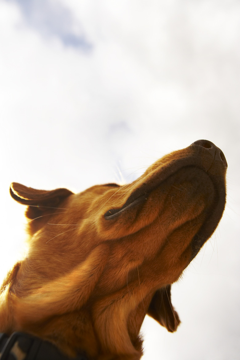 Underside of dog's head