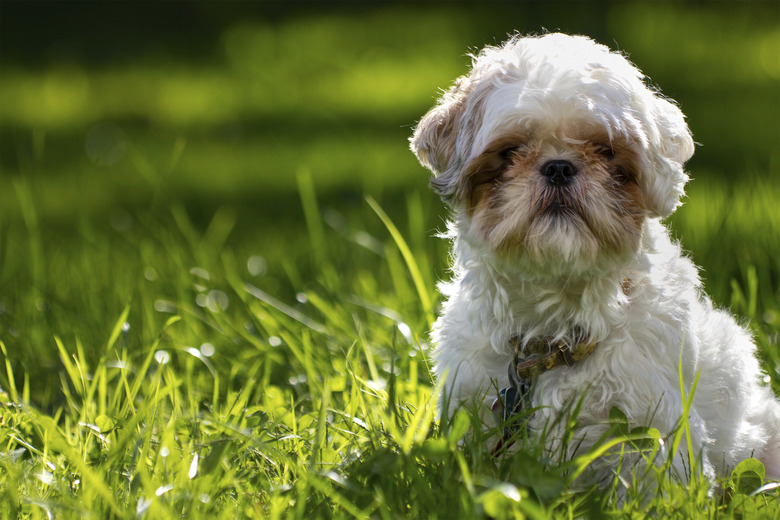 Shih Tzu Dog