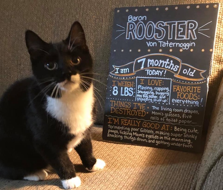 kitten poses in front of funny chalk board