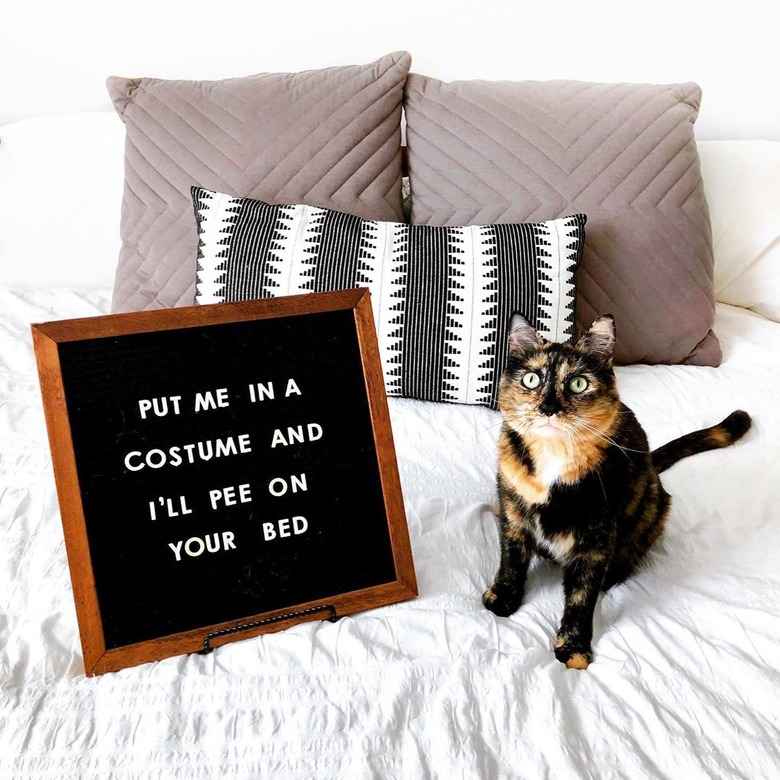 cat poses in front of funny letter board