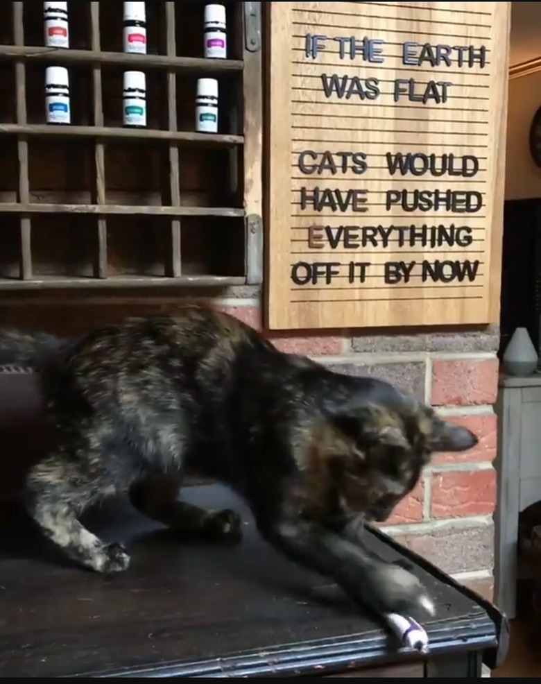 cat poses in front of funny letter board