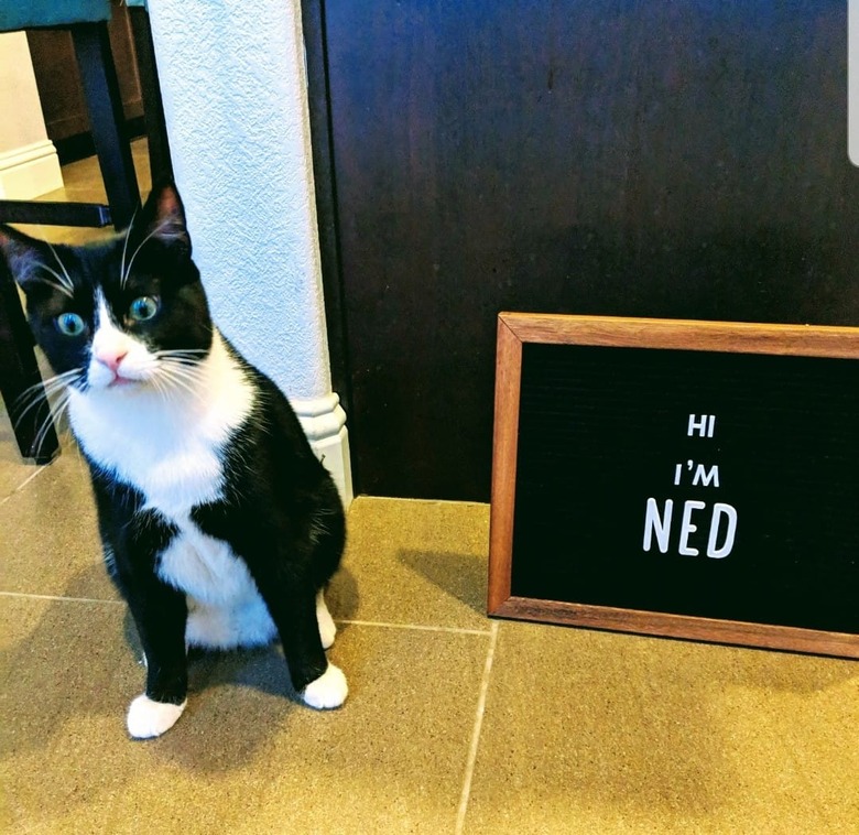 silly cat poses next to letter board