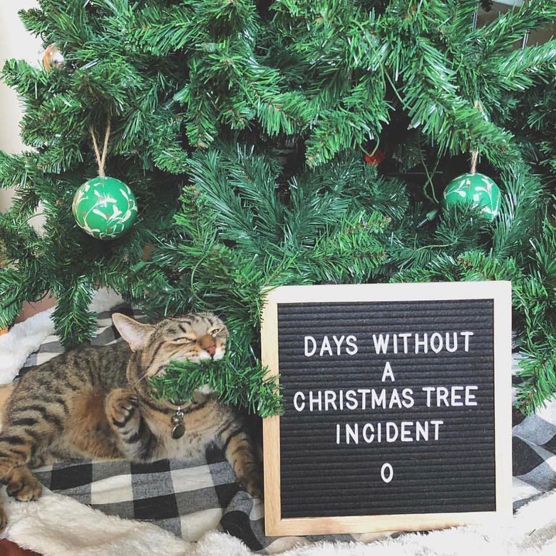 cat poses in front of funny letter board