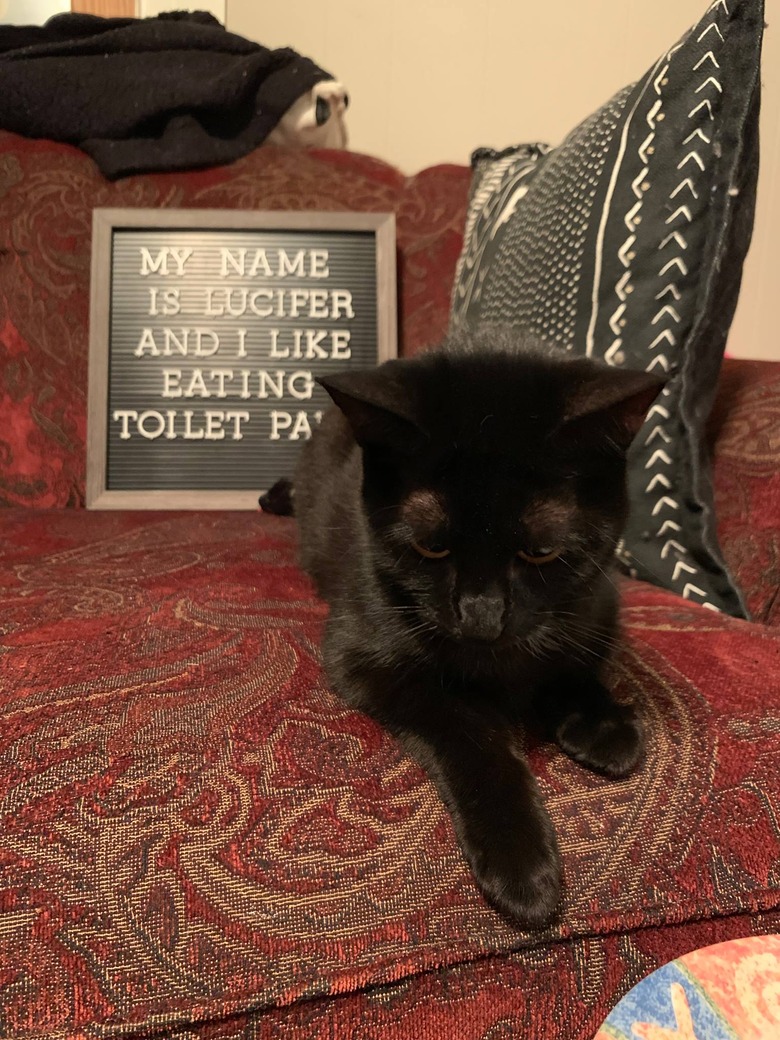 cat poses in front of funny letter board