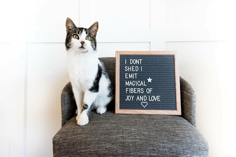 cat poses in front of funny letter board