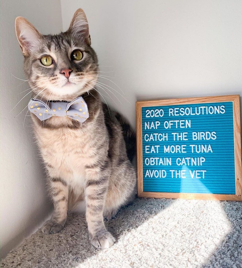 cat poses in front of funny letter board