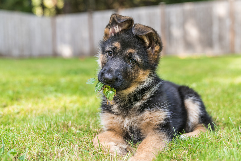 German Shepherd puppy with leaves in her mouth, enjoying sitting in the grass on a sunny day.