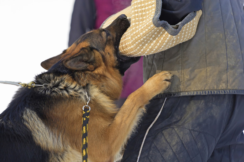 German shepherd dog training