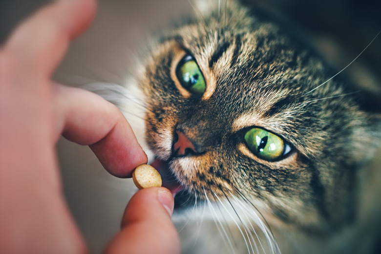 Cat takes a Pill