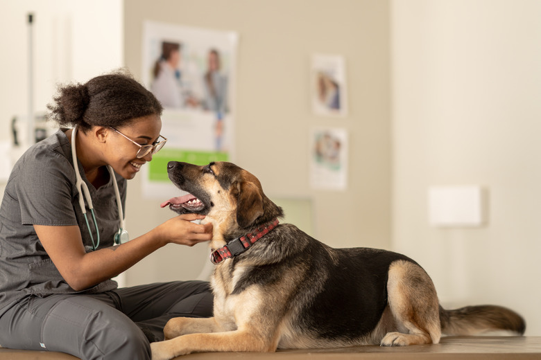 A veterinarian greets a German Shepherd Dog