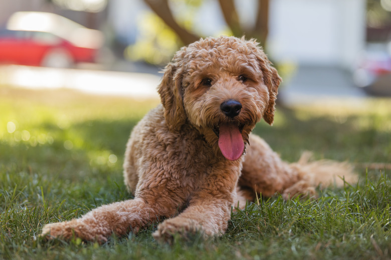 Goldendoodle Dog in Golden Hour Park