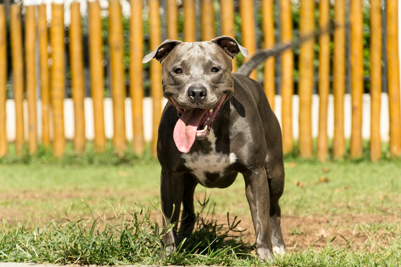 Pit bull dog playing in the park. The pitbull takes advantage of the sunny day to have fun. Dog place with green grass, and fence with wooden stakes. Toys like a ramp for him to exercise