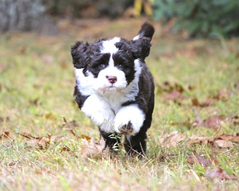 Running Portuguese Water Dog Puppy