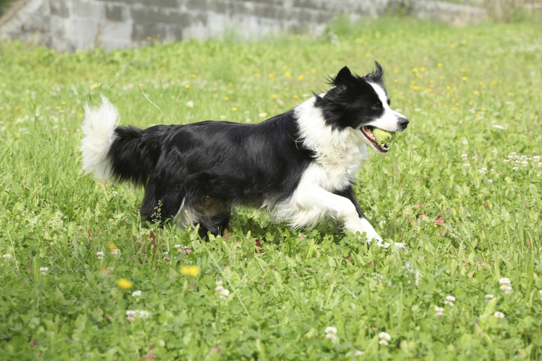 3 Essential Tips For Grooming A Border Collie Cuteness