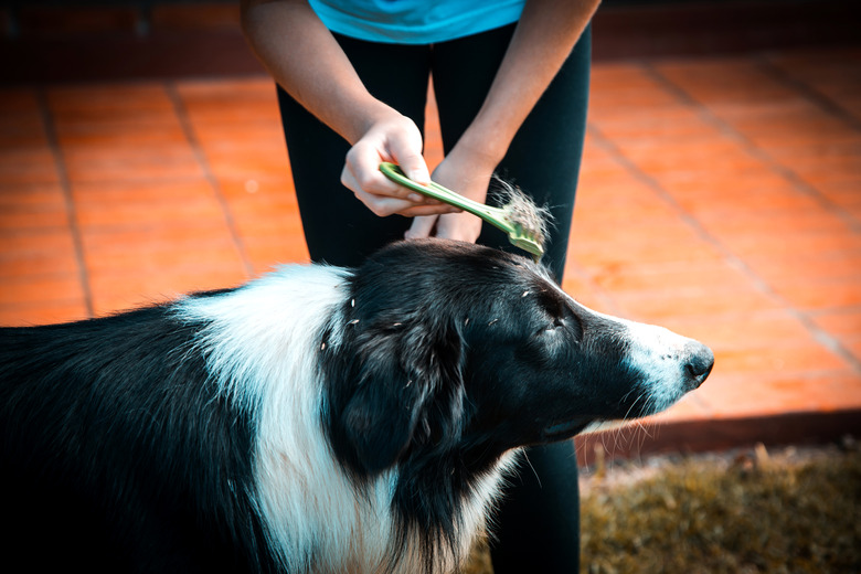 Border collie furminator hotsell