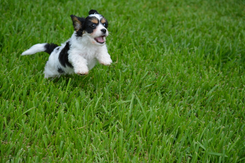 Alfred the Cavachon Runs Playfully