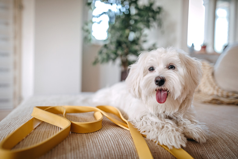 Maltese dog sitting on bed