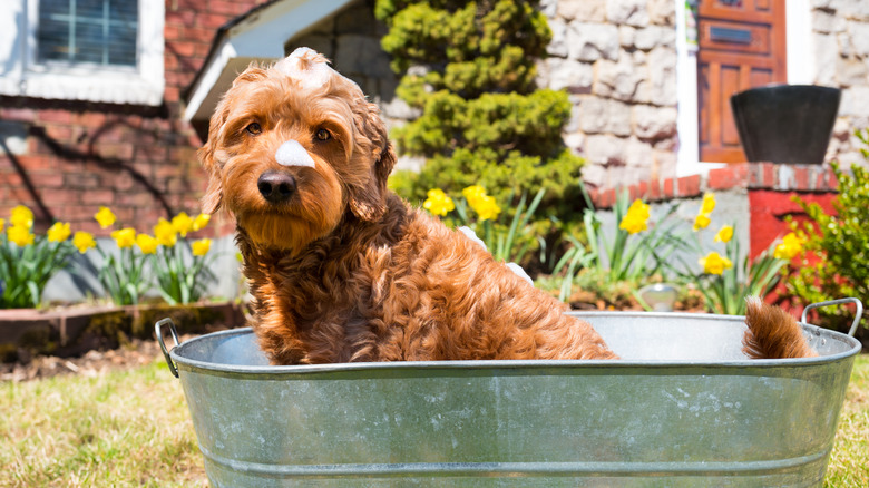 Miniature goldendoodle taking a bath