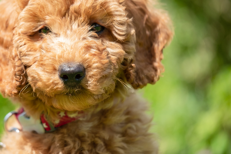 Young apricot coloured miniature poodle puppy seen at 8 weeks old.