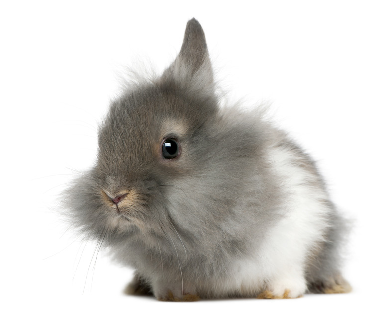 Young Lionhead rabbit, 2 months old,