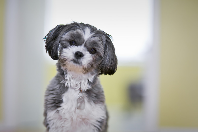 Portrait of a female Shih Tzu Maltese dog