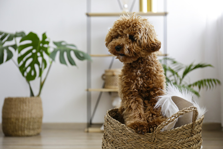 Brown maltipoo poodle alone at home.