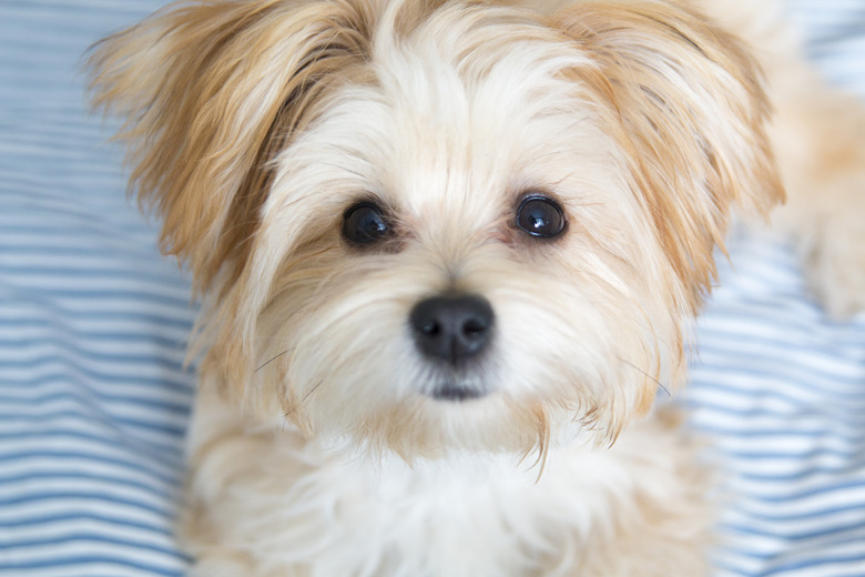 Morkie dog fashion haircuts