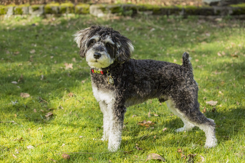 Schnoodle (Canis Familiaris) puppy standing on grass, Issaquah, Washington State, USA