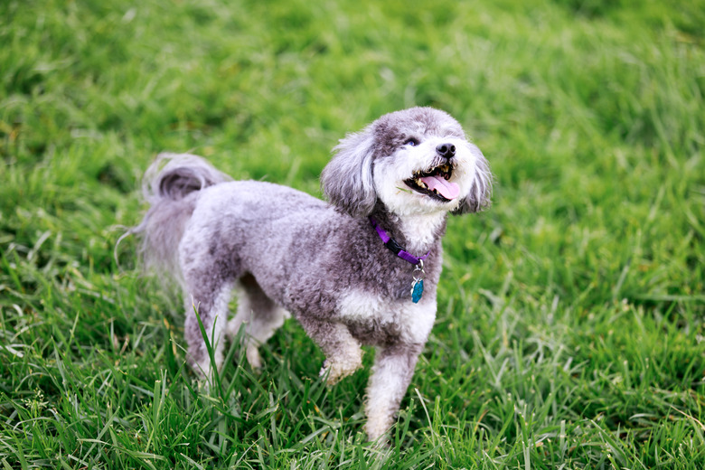 Schnoodle, Cross Between Schnauzer And Poodle, Playing Tricks.