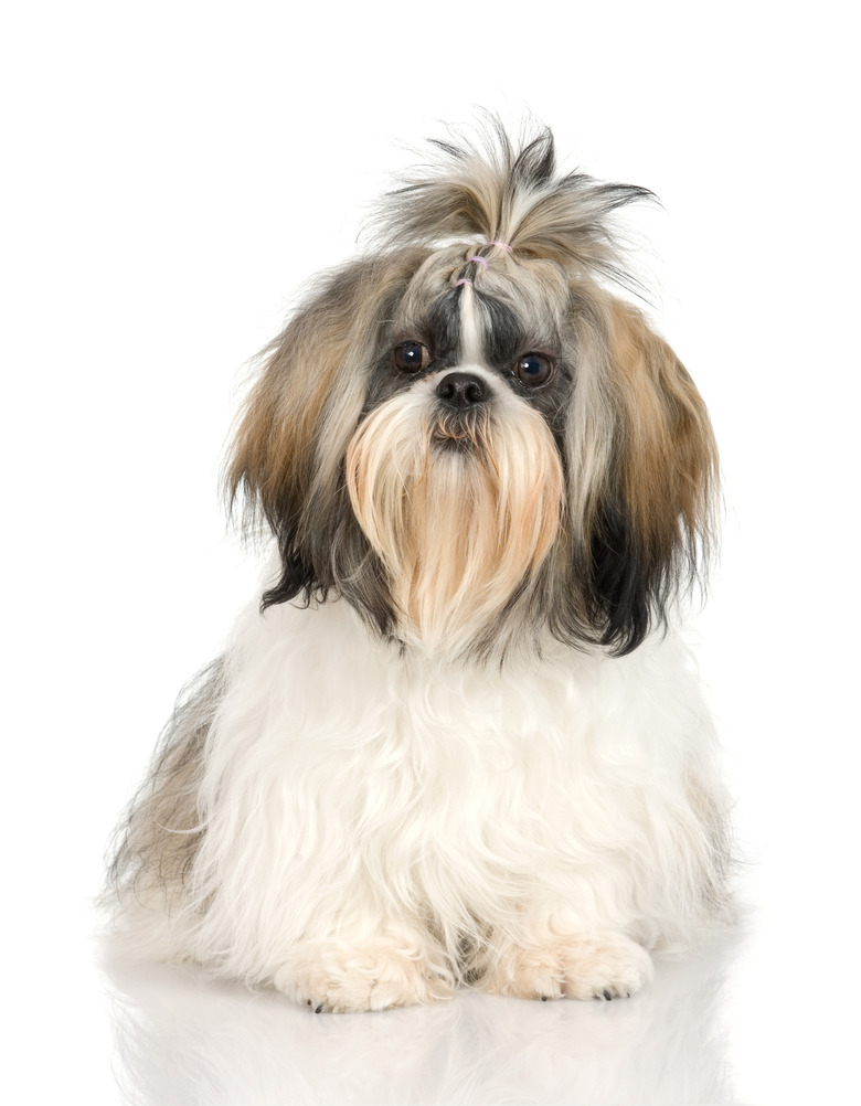 A Shih Tzu