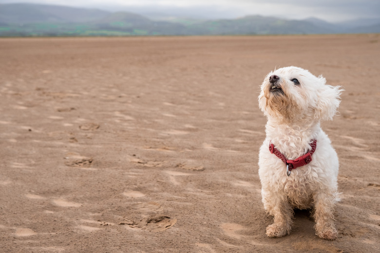 Cute Shih-Poo on Beach